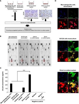 Tongue Cancer Cell-Derived CCL20 Induced by Interaction With Macrophages Promotes CD163 Expression on Macrophages